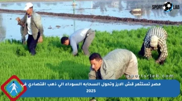 مصر تستثمر قش الأرز وتحول السحابة السوداء إلى ذهب اقتصادي في 2025